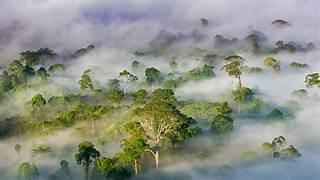 Borneo rainforest